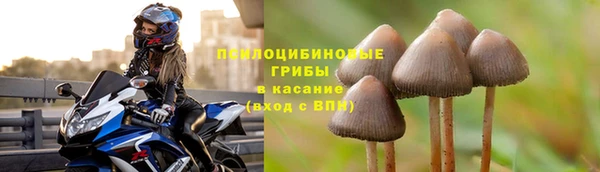 прущие грибы Балахна