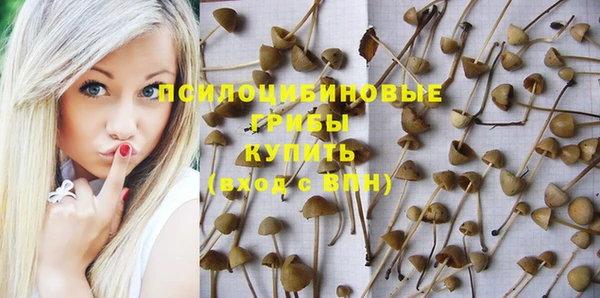 прущие грибы Балахна